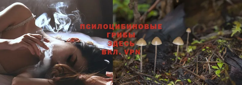 Псилоцибиновые грибы MAGIC MUSHROOMS  darknet формула  Ногинск  KRAKEN  